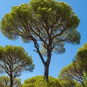 Boostaro Pine Bark Extract